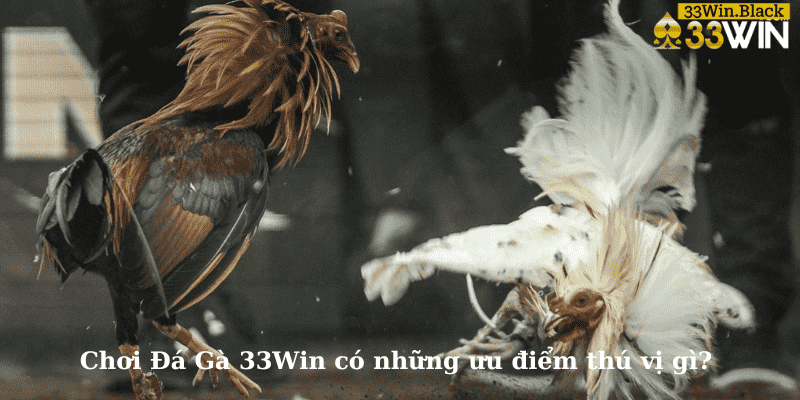 Chơi Đá Gà 33Win có những ưu điểm thú vị gì?